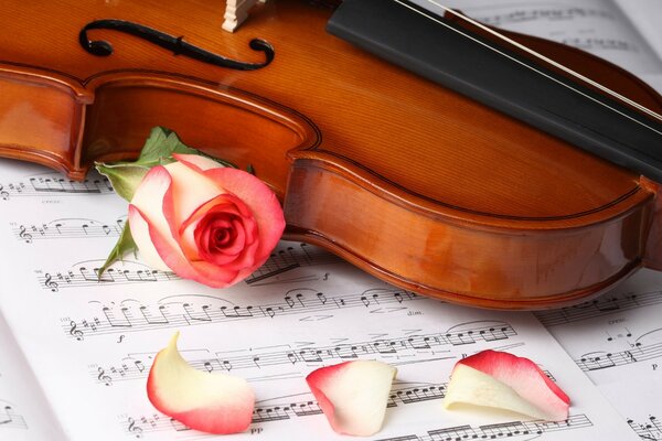 Violin, rose and sheet music. Soul Song