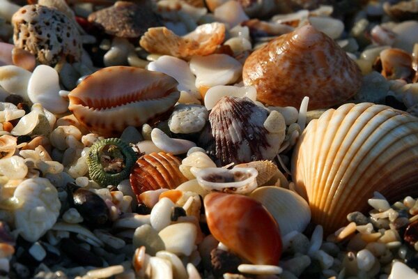 Bilder von Muscheln an der Küste des Meeres