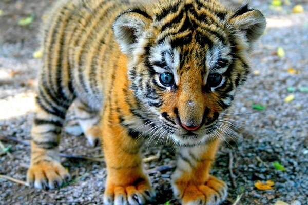 Oh what I found. A tiger cub with a surprised look