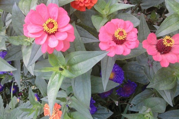 Fleurs de jardin. Zinnias roses dans le jardin