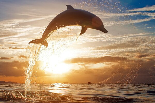 Der Delphin tummelt sich im Morgengrauen