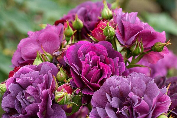 Flowers flower garden flora floral