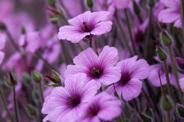 Purple flowers with greenery in macro photography