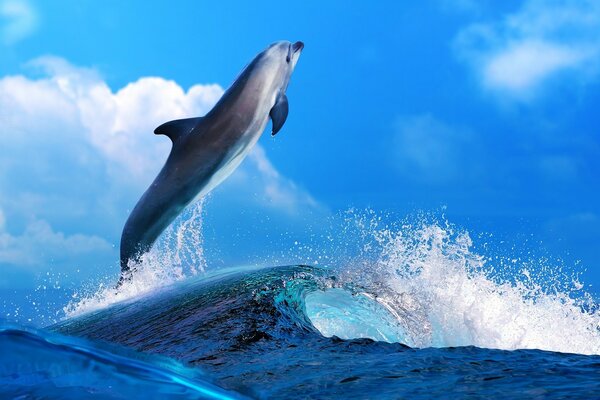 Дельфін вистрибує з морської хвилі