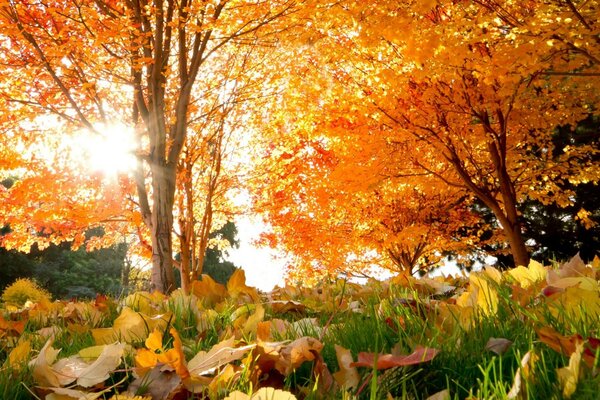 Le soleil brille à travers la forêt d automne