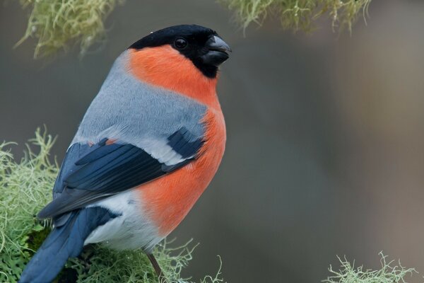 Ein Vogel, der seine Flügel gefaltet hat, aber einen Zweig hat