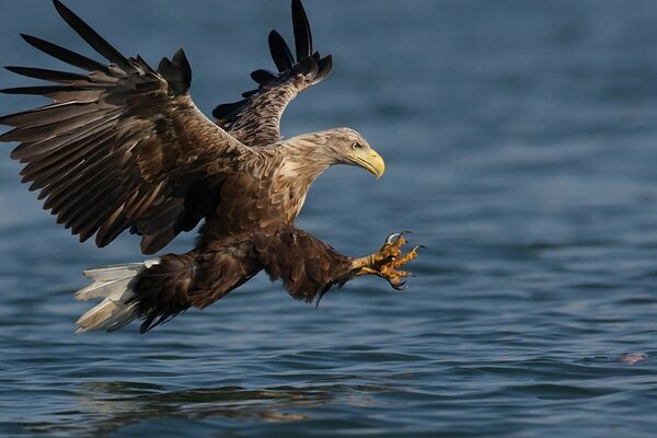 A hawk diving towards the water surface