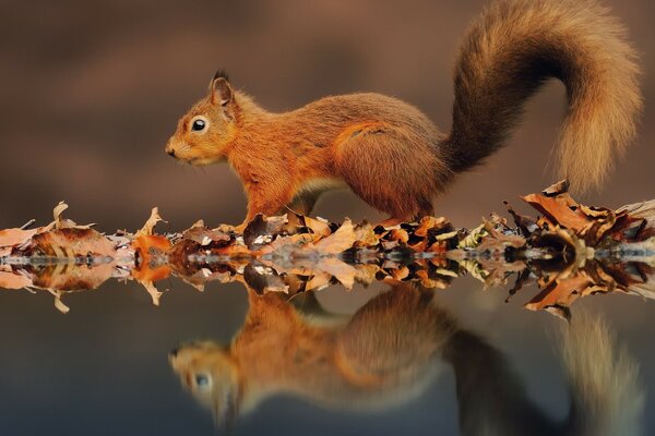 Red squirrel in the wild