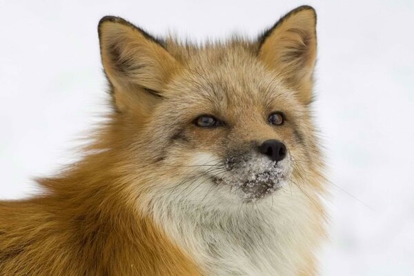 Raposa com queixo coberto de neve no inverno