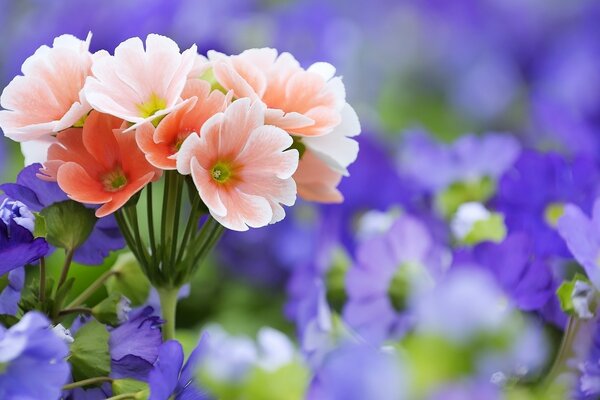 A bush of orange flowers against a background of many purple