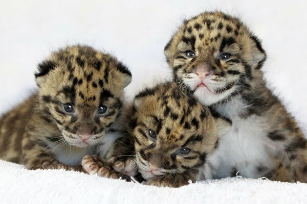 Three leopard kittens