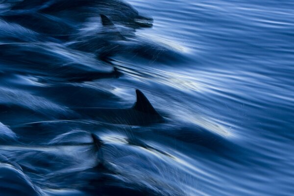 Animaux eau océan nature mer