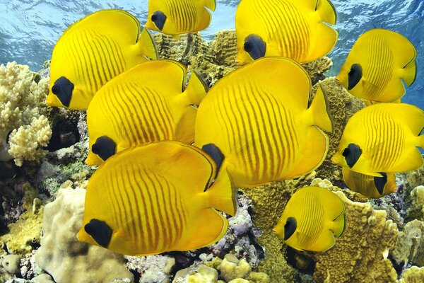 Peces amarillos en el mar o el océano