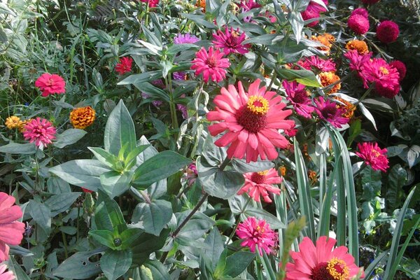 Çiçekler Çiçek Bahçe Flora Doğa