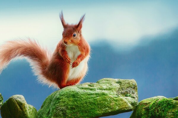 Redhead Squirrel è in piedi e guarda