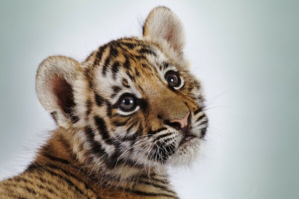 THE LITTLE TIGER IS LOOKING AT YOU