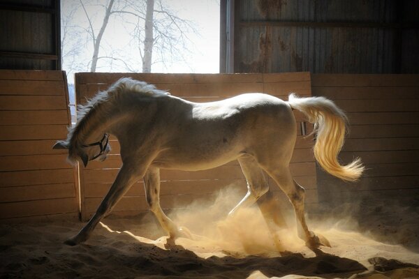 Ein wunderschönes Pferd. Ein schneeweißes Pferd. Ein verspieltes Pferd. Pferderennen. Reitsport