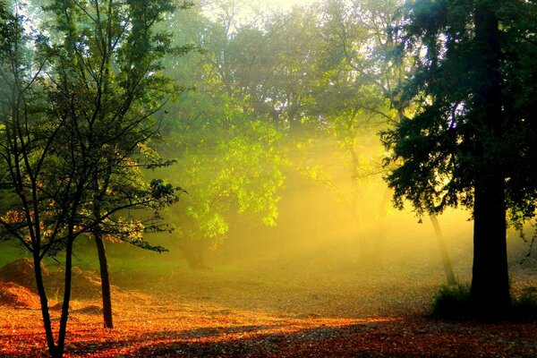 Herbstlandschaft neblige Dämmerung