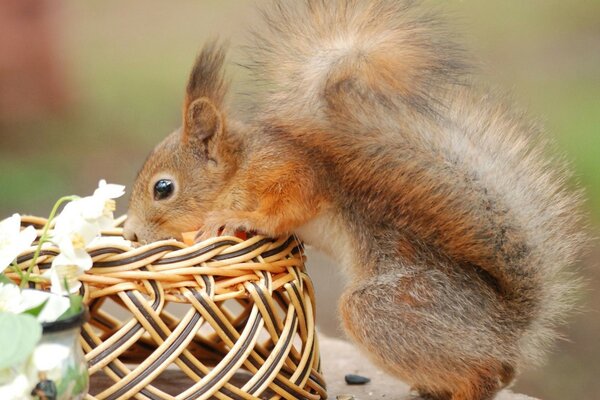 Macro photo of a red squirrel