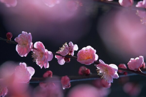 Sakura gerçekçi olmayan güzel küçük çiçeklerini çözdü