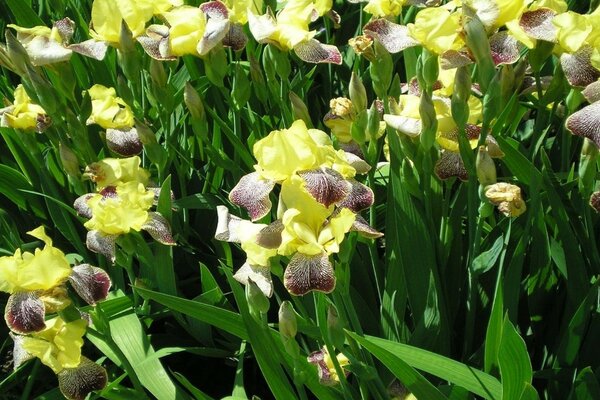 Bright and beautiful yellow irises