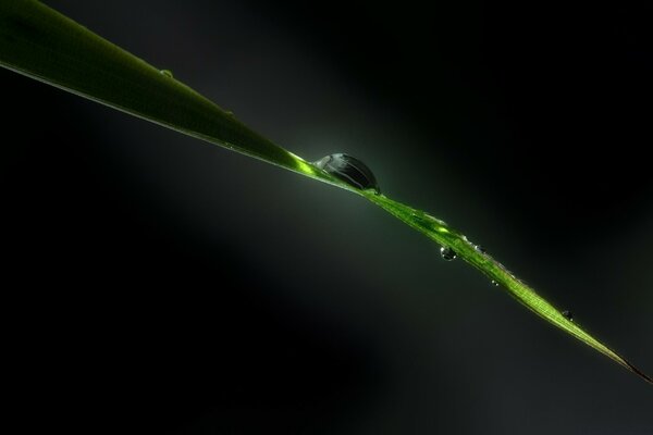 Snail on a green branch