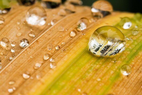 Dew drops on autumn grass