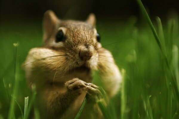 Big cheeks. Squirrel makes stocks