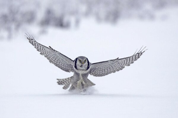 Weiße Eule auf weißem Schnee Hintergrund. Spannweite. Kreativer Flug