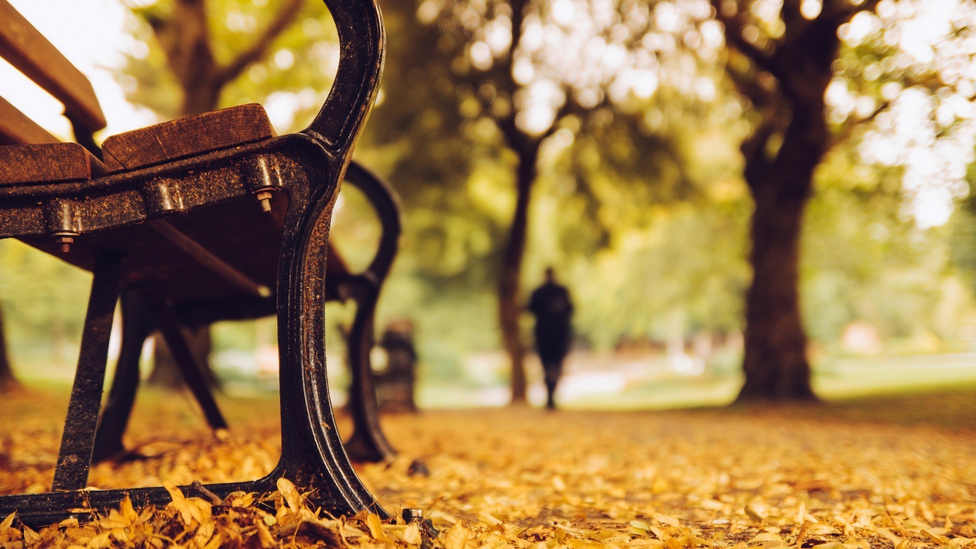 hojas otoño madera árbol parque naturaleza al aire libre banco hoja oro