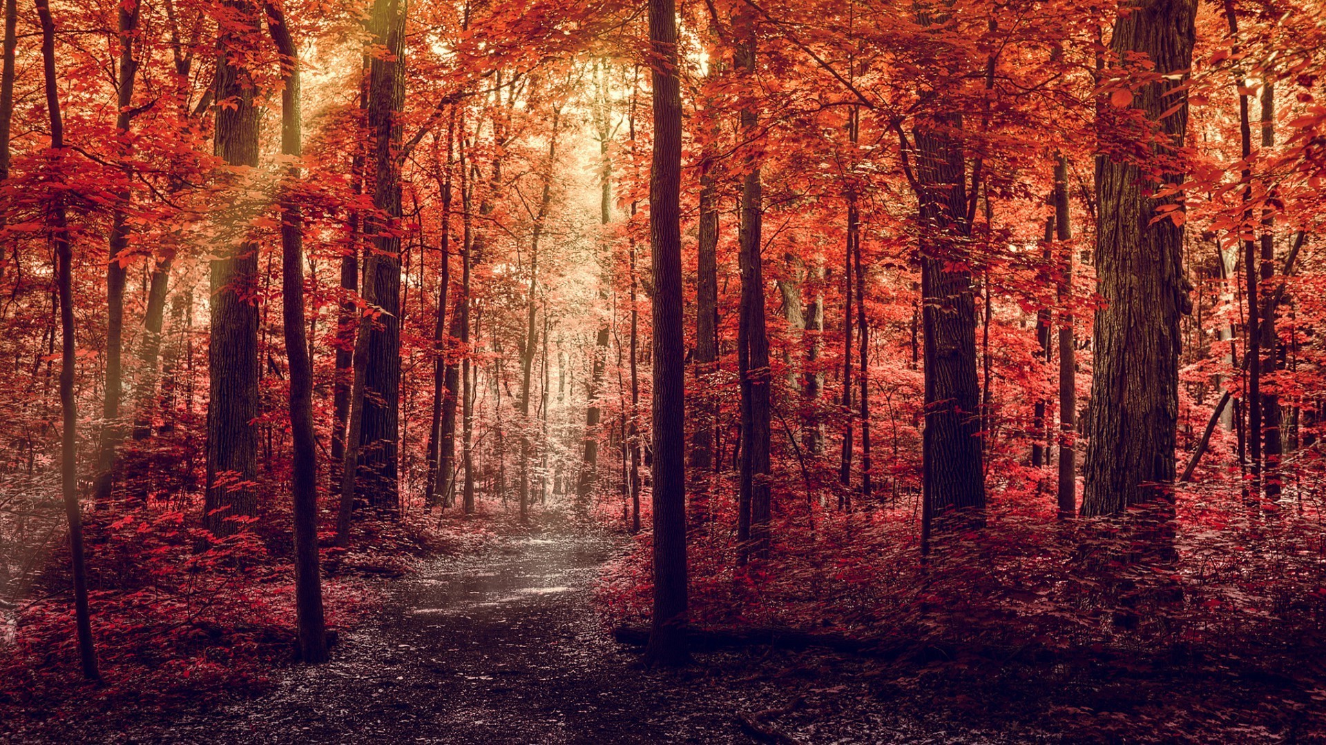 tramonto e alba autunno foglia albero legno mistero luce paesaggio