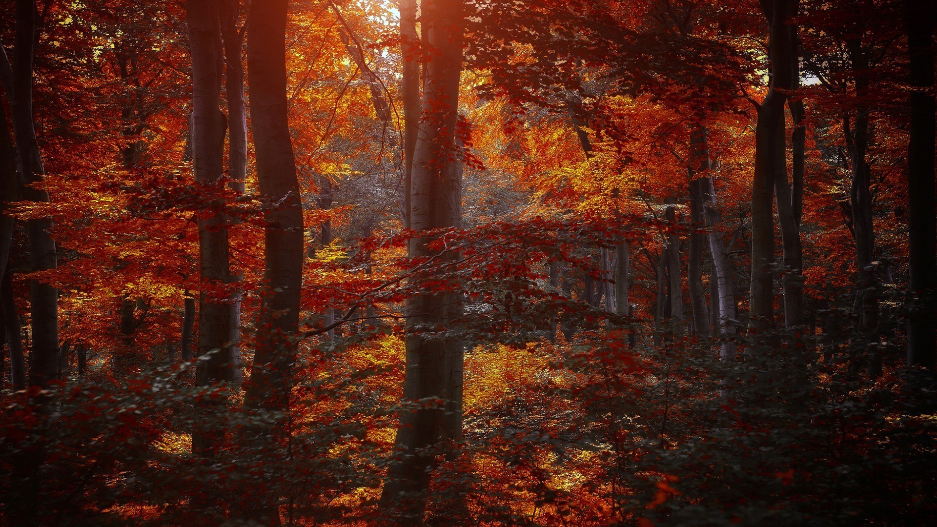 herbst herbst blatt holz holz saison landschaft park ahorn nebel zweig landschaftlich nebel natur gold umwelt farbe landschaft dämmerung buche