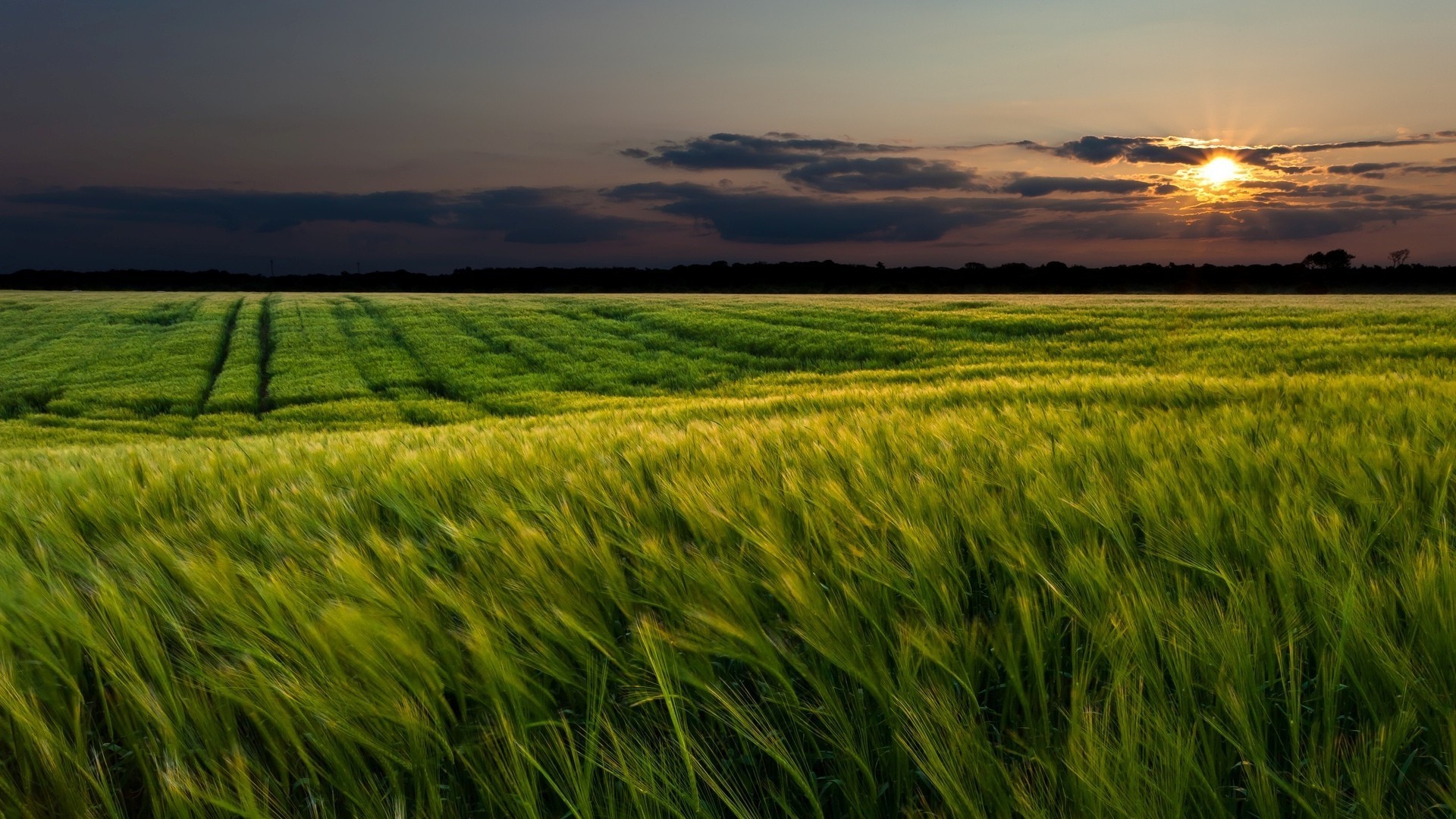 sonnenuntergang und dämmerung flocken feld ländlichen weizen weide landwirtschaft bauernhof landschaft sonne ernte mais ackerland landschaft gras land himmel wachstum gutes wetter natur