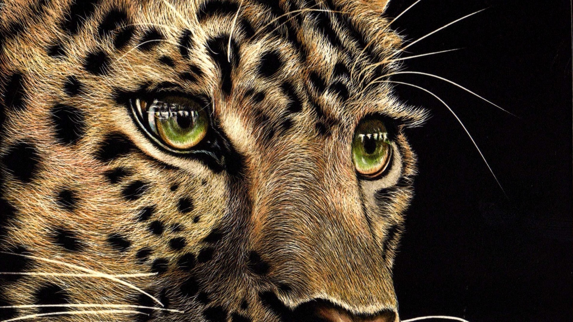 leopardos gato mamífero animal vida selvagem pele jardim zoológico tigre predador retrato leopardo selvagem olho safari natureza grande comedor de carne