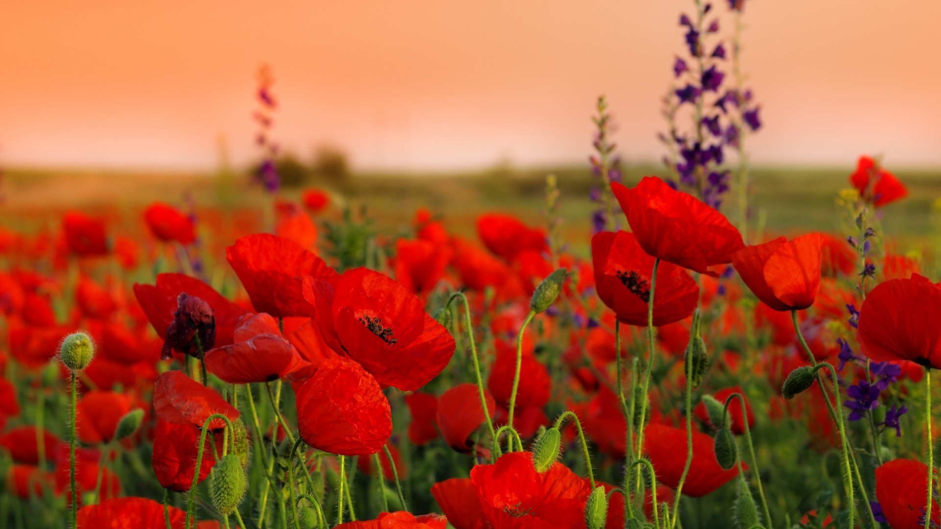 feld der blumen poppy natur blume feld sommer flora garten ländlichen blumen im freien blühen gras heuhaufen farbe hell sonne blatt gutes wetter blütenblatt