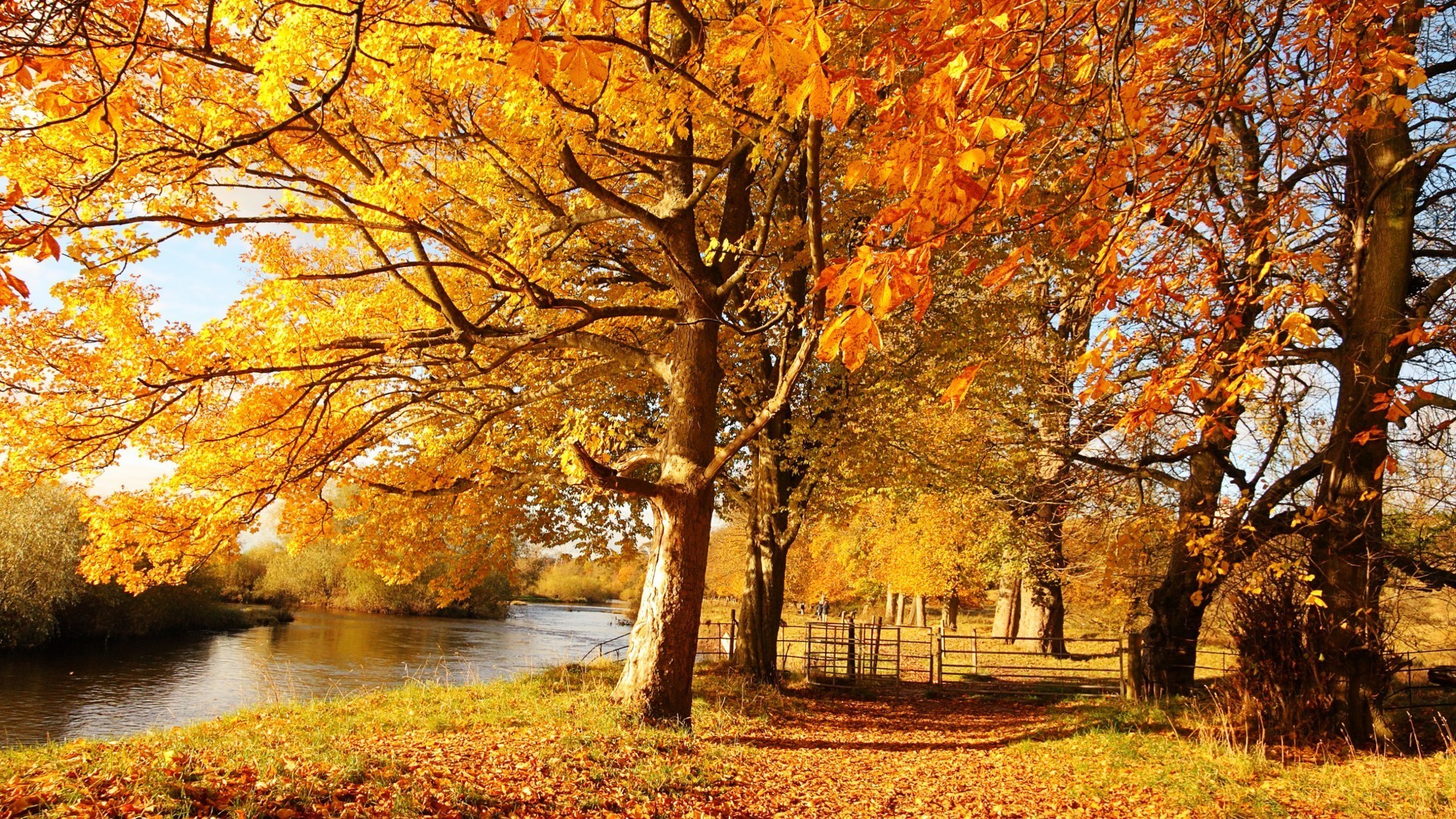 fiumi stagni e torrenti stagni e torrenti autunno foglia albero acero stagione paesaggio parco legno ramo oro natura pittoresco vicolo paesaggio scena ambiente bel tempo luminoso campagna