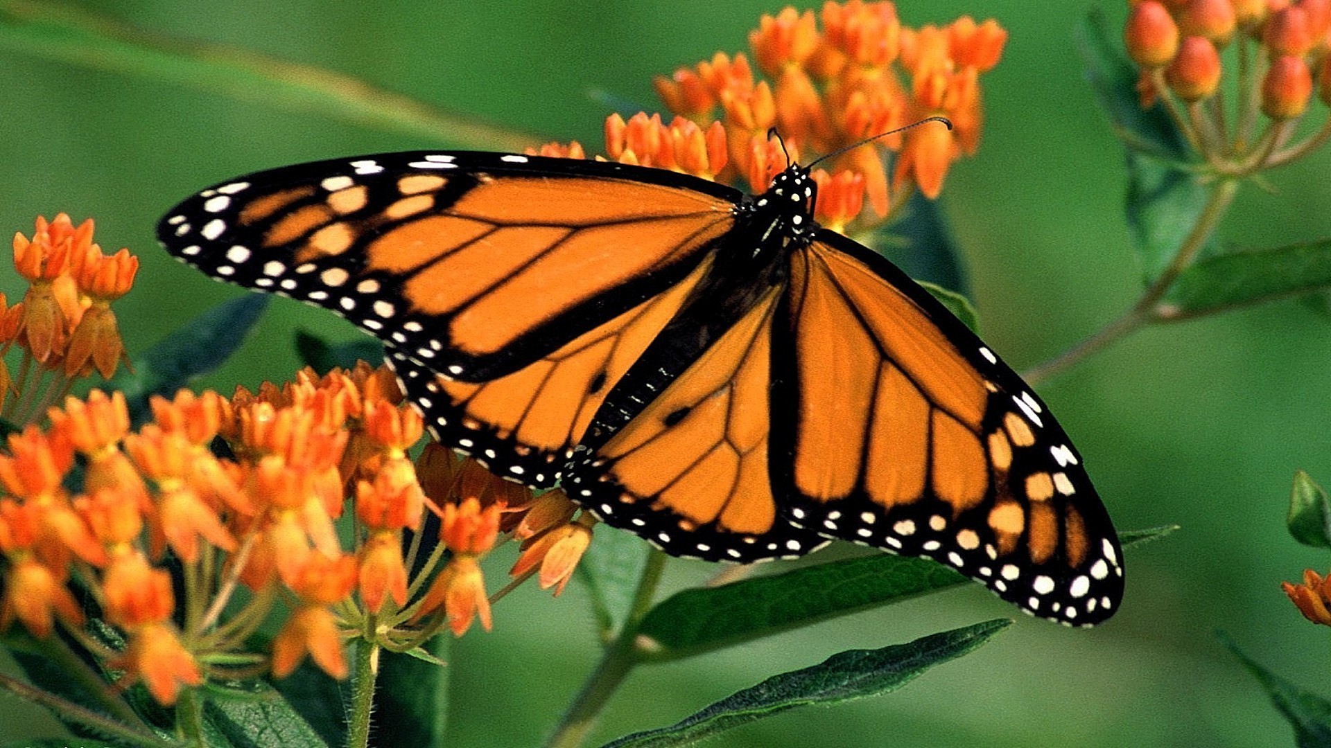 animali farfalla insetto natura monarca invertebrati fiore all aperto estate delicato ala giardino fauna selvatica lepidotteri foglia colore metamorfosi biologia luminoso falena