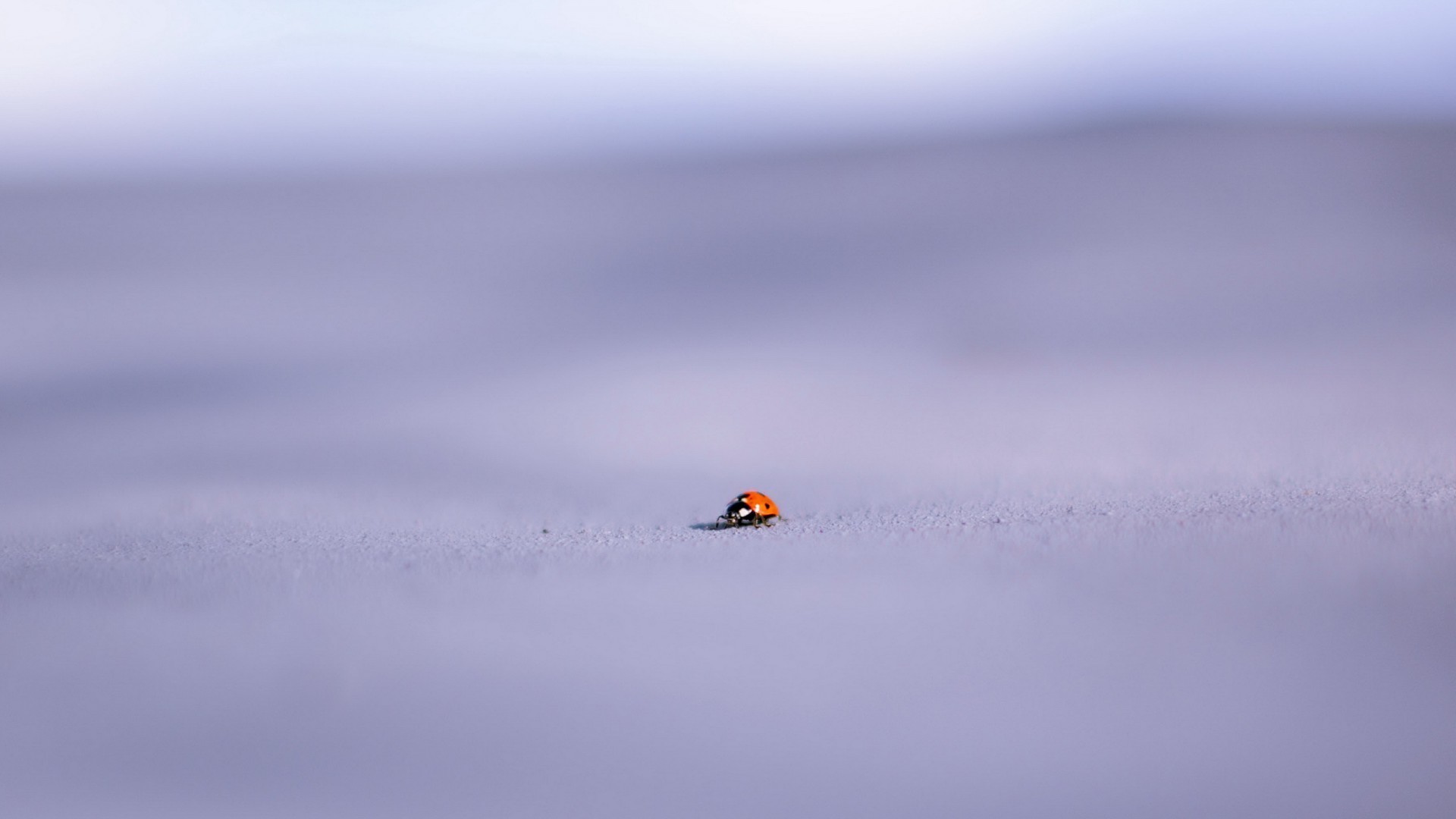 insects snow winter nature outdoors sky water cold blur action