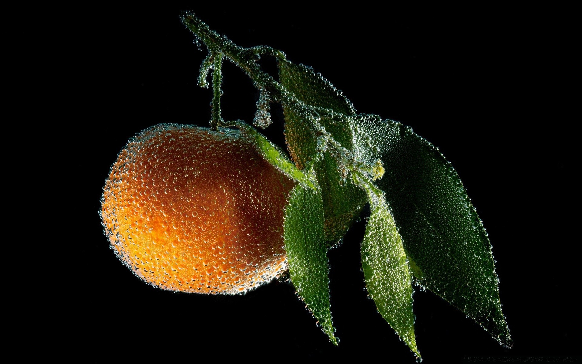 gotículas e água invertebrados frutas comida folha crescer natureza biologia sozinho flora