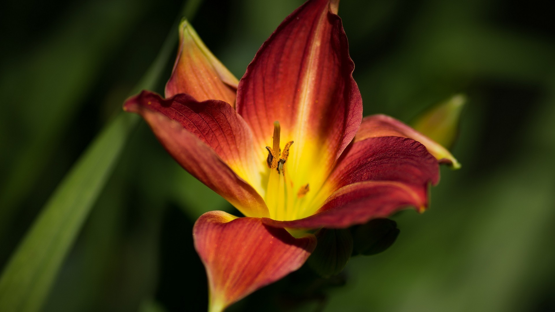 closeup flower nature flora leaf garden lily outdoors petal color blur