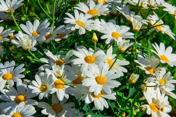 Chamomile field. Beautiful white flowers