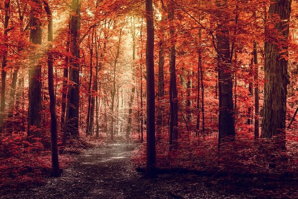 Autumn forest with red foliage