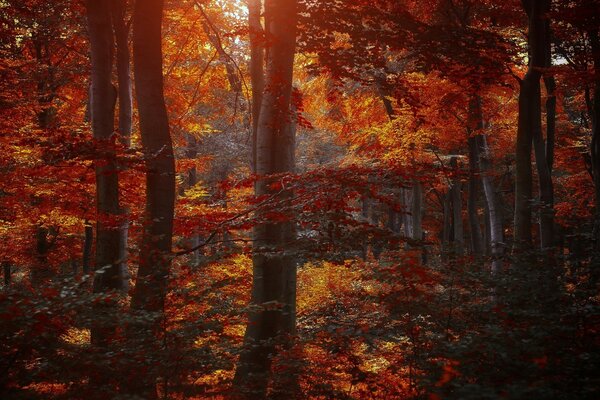 El bosque de otoño es hermoso y carmesí