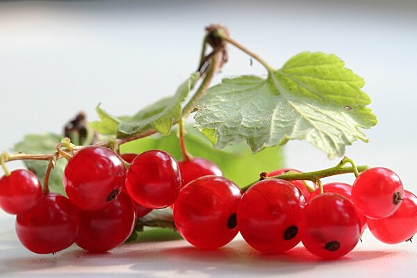 Saftige Beeren auf weißem Hintergrund