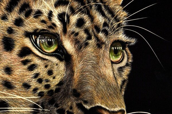 Focinho de leopardo close-up