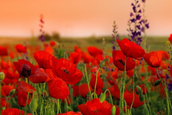 Champ de coquelicots rouges parfumés