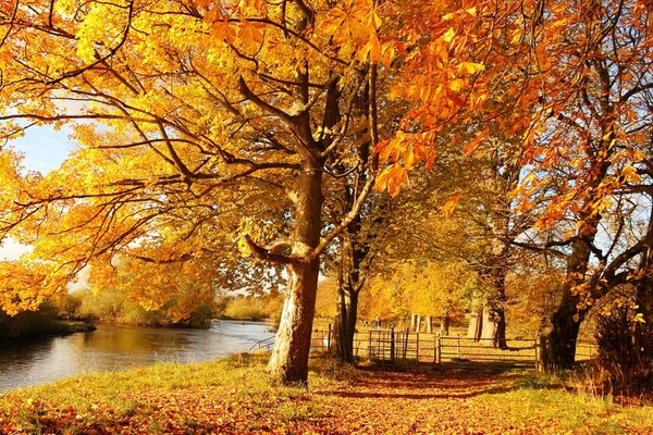 Herbst am Teich. Blatt. Der Fluss