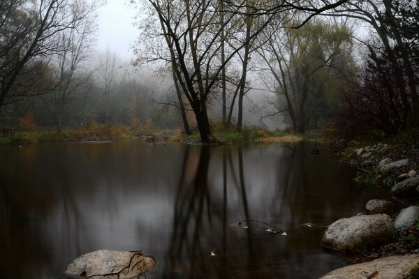 Staw otoczony drzewami, w ponurym lesie