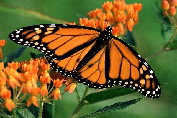 Ungewollte Schmetterlinge Insekt Natur Monarch