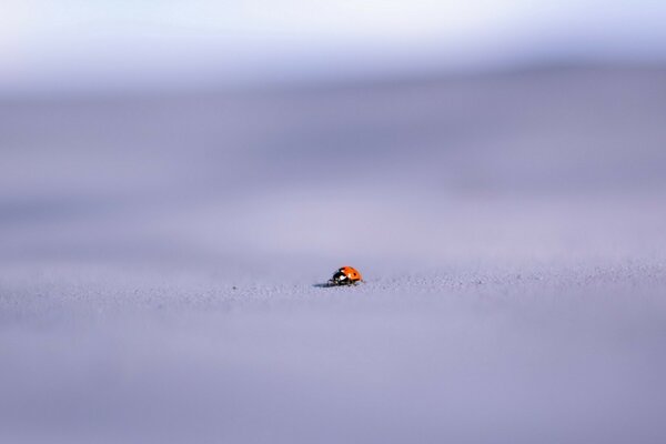 Coccinelle neige hiver